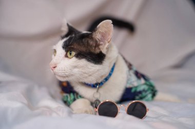 Kedi Songkran Festivali için çiçek gömleği giyiyor.