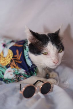 Kedi Songkran Festivali için çiçek gömleği giyiyor.