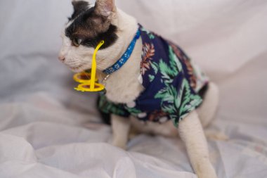 Kedi Songkran Festivali için çiçek gömleği giyiyor.