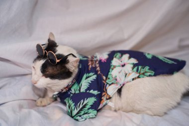Kedi Songkran Festivali için çiçek gömleği giyiyor.