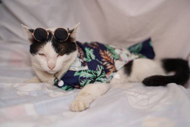 Kedi Songkran Festivali için çiçek gömleği giyiyor.