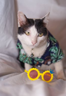 Kedi Songkran Festivali için çiçek gömleği giyiyor.