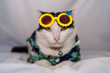 Kedi Songkran Festivali için çiçek gömleği giyiyor.