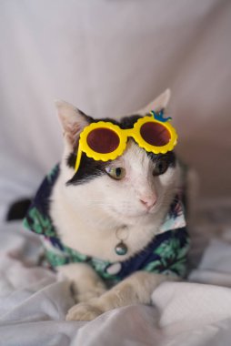 Kedi Songkran Festivali için çiçek gömleği giyiyor.
