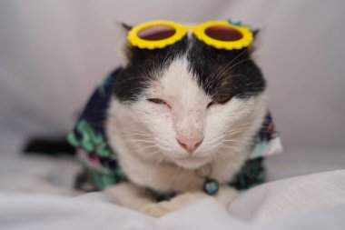 Kedi Songkran Festivali için çiçek gömleği giyiyor.