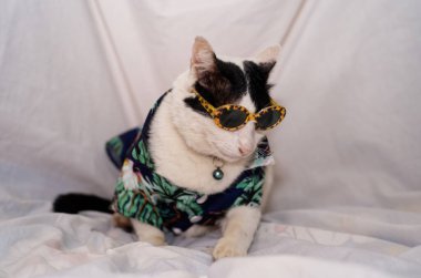 Kedi Songkran Festivali için çiçek gömleği giyiyor.