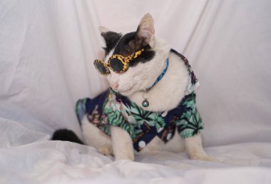 Kedi Songkran Festivali için çiçek gömleği giyiyor.