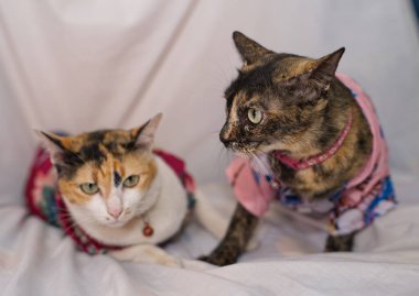 Kedi Songkran Festivali için çiçek gömleği giyiyor.