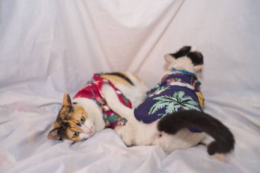 Kedi Songkran Festivali için çiçek gömleği giyiyor.
