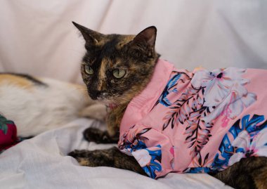 Kedi Songkran Festivali için çiçek gömleği giyiyor.
