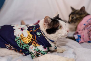 Kedi Songkran Festivali için çiçek gömleği giyiyor.