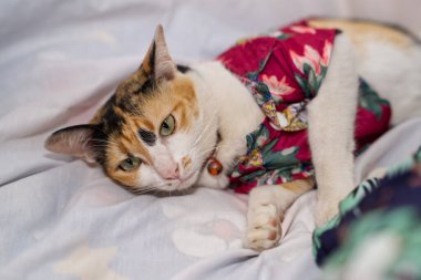 Kedi Songkran Festivali için çiçek gömleği giyiyor.