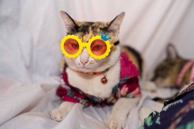 Kedi Songkran Festivali için çiçek gömleği giyiyor.