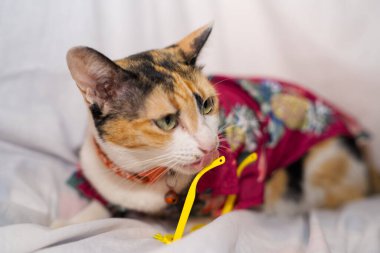 Kedi Songkran Festivali için çiçek gömleği giyiyor.