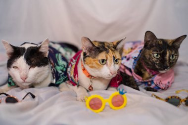 Kedi Songkran Festivali için çiçek gömleği giyiyor.