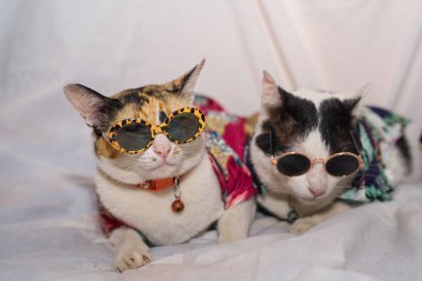 Kedi Songkran Festivali için çiçek gömleği giyiyor.