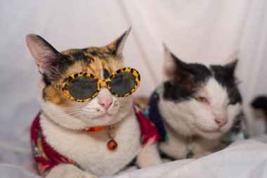Kedi Songkran Festivali için çiçek gömleği giyiyor.