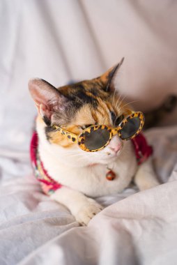 Kedi Songkran Festivali için çiçek gömleği giyiyor.