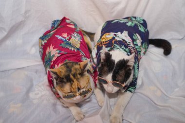 Kedi Songkran Festivali için çiçek gömleği giyiyor.