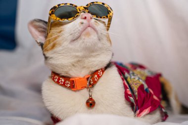 Kedi Songkran Festivali için çiçek gömleği giyiyor.