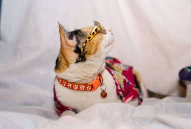 Kedi Songkran Festivali için çiçek gömleği giyiyor.