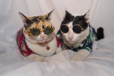 Kedi Songkran Festivali için çiçek gömleği giyiyor.