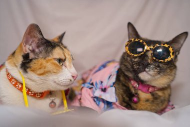 Kedi Songkran Festivali için çiçek gömleği giyiyor.