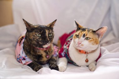 Kedi Songkran Festivali için çiçek gömleği giyiyor.