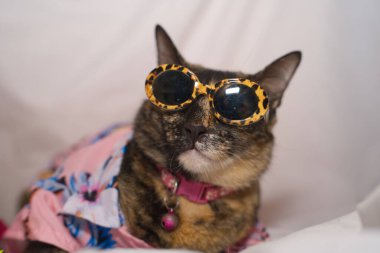 Kedi Songkran Festivali için çiçek gömleği giyiyor.