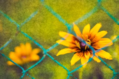 Güzel siyah gözlü Susan çiçekleri soyut çiçek sahnesinde doğa arka planında. Rudbeckia hirta. Sanatsal dijital illüstrasyonda yeşil tel örgülerin arkasındaki sarı kahverengi çiçeğin yakın çekimi.