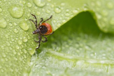 Tehlikeli dişi geyik kenesi ıslak yaprak damlalarında sürünüyor. Ixodes ricinus veya skapularis. Parazit akarların yağmurlu havalarda yeşil arka planda olmaları. Ensefalit veya Lyme hastalığı taşıyıcısı.