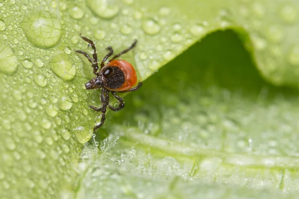 Stock image Dangerous female deer tick crawling in dew drops of wet leaf. Ixodes ricinus or scapularis. Closeup of parasitic mite on nature green background in rainy weather. Encephalitis or Lyme disease carrier.