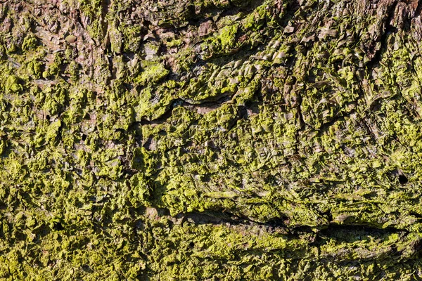 天然の背景として乾燥トウヒの木の幹の大まかな苔むした樹皮の閉鎖 ピーカ 茶色の風化した美しい緑の苔と地衣類のパターンと古い針葉樹の割れ表面 概要不均一な質感 — ストック写真