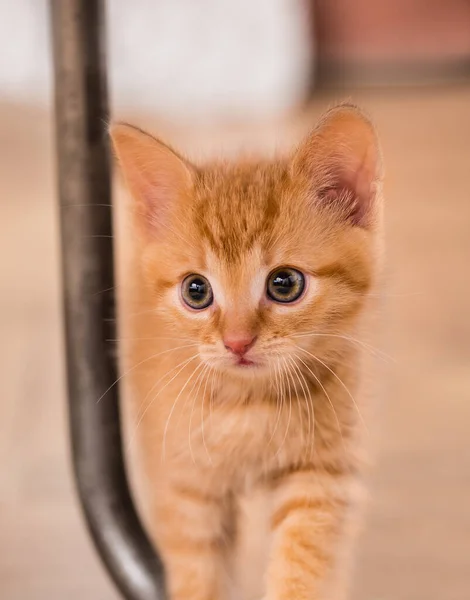 ベージュのぼんやりとした背景に美しい好奇心旺盛な生姜のタビー子猫 フェリス シルベストリス カタス 椅子の金属製の脚で8週間立ってかわいい小さな家猫を閉じます 広い目の臆病な猫の前のビュー — ストック写真