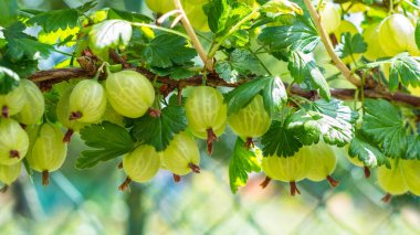 Bahçesinde yeşil yapraklar olan bir dalda bektaşi üzümünün olgunlaşmış sarı tarlası. Ribes uva-crispa. Sağlıklı yaz meyvelerinin, dikenli bir dalda, bulanık tel örgülü arka planda, pek çok tatlı meyvesinin yakın çekimi..