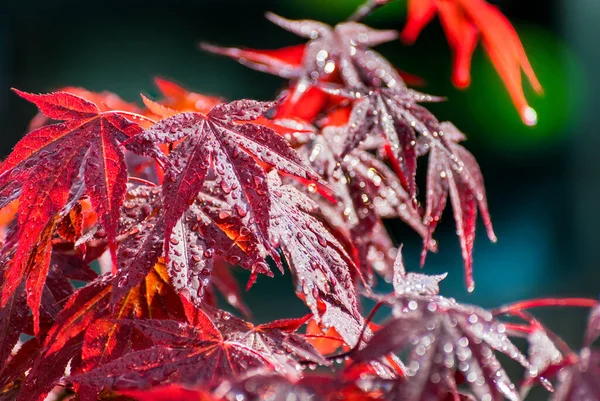 Beautiful ornamental red Japanese maple twig with morning dewdrops. Acer palmatum. Closeup of playful shiny palmately lobed leaves or water drops with white bokeh on dark green-blue blurry background.