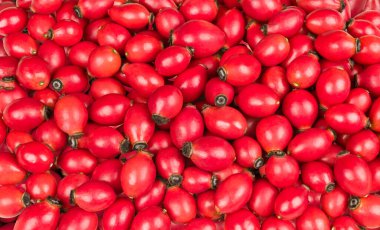 Olgun gül üzümlerinin güzel kırmızı dokusu. Fructus cynosbati. Rosa canina. Canlı arkaplanda taze çiğ meyve, vitamin ve antioksidan içeren tatlı gül kalçaları yakın plan..