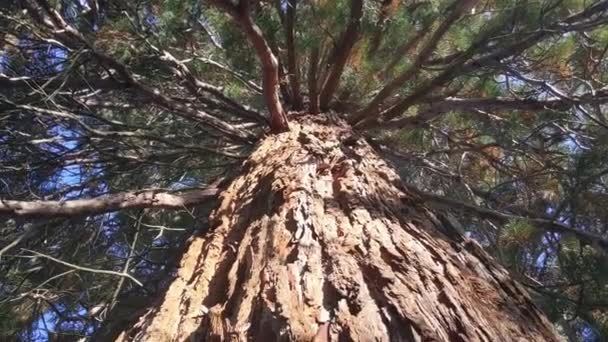 Низкий Угол Обзора Гигантского Дерева Секвойи — стоковое видео