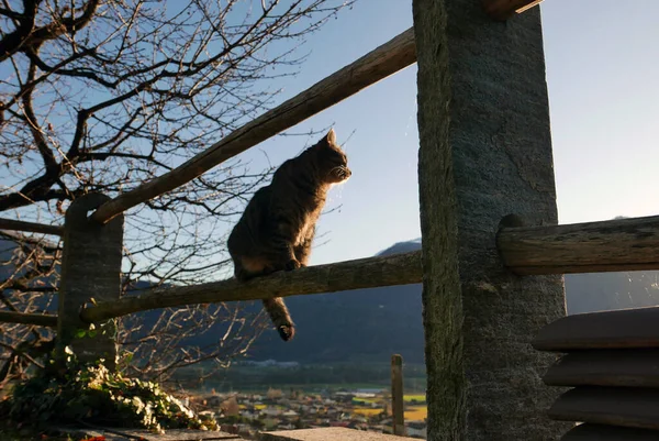 European Domestic Cat Sitting Fence — Foto Stock