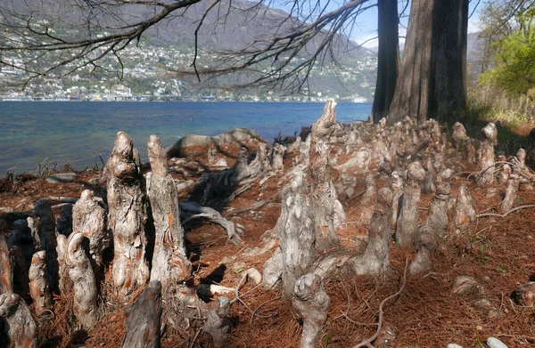 Łysy Las Cyprysowy Wzdłuż Jeziora Maggiore Wyspa Brissago Szwajcaria — Zdjęcie stockowe