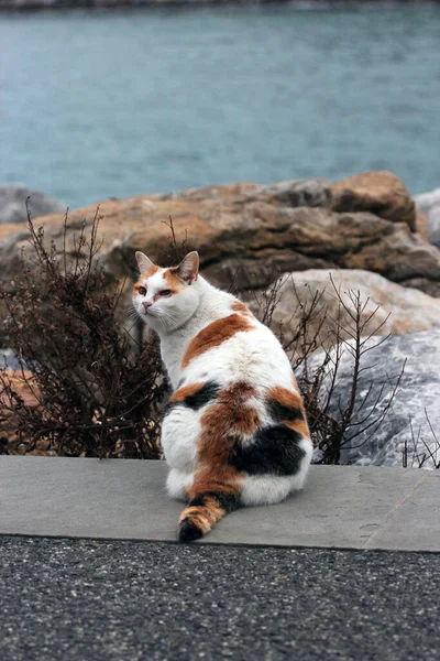 イタリアのポルトヴェネレの海辺に座っているヨーロッパの猫 — ストック写真