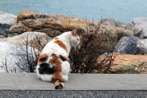 イタリアのポルトヴェネレの海辺に座っているヨーロッパの猫 — ストック写真