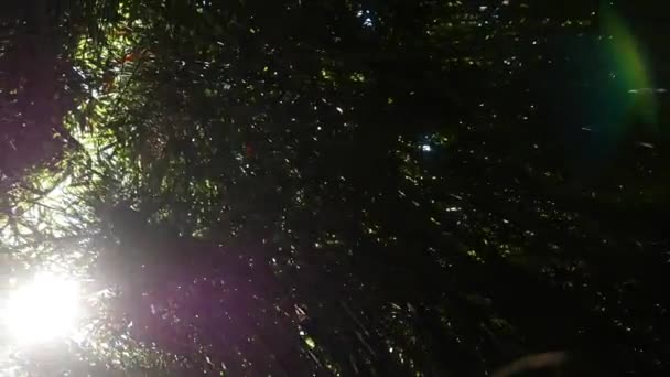 Вид Бамбукових Дерев Ліс Стиль Сновидінь — стокове відео