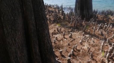 Maggiore Gölü boyunca uzanan kel selvi ormanı, Brissago Adası, İsviçre