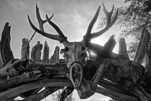 Lkel Kampın Girişindeki Hayvan Kafatası — Stok fotoğraf