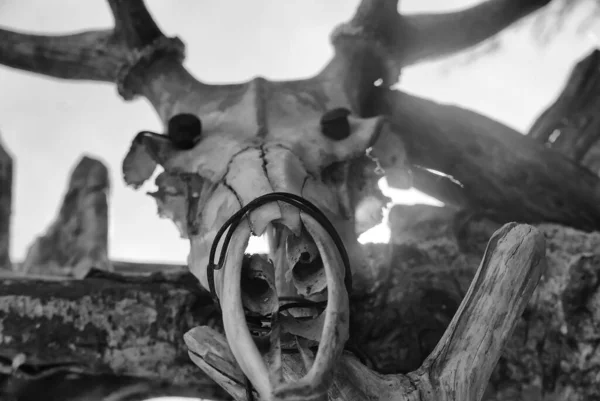 原始的なキャンプの入り口にある動物の頭蓋骨です — ストック写真