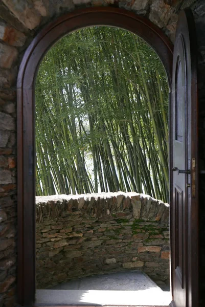 Vue Forêt Bambous Depuis Porte — Photo