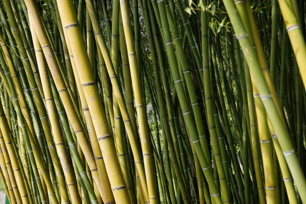Вид Бамбукових Дерев Фону Лісових Джунглів — стокове фото