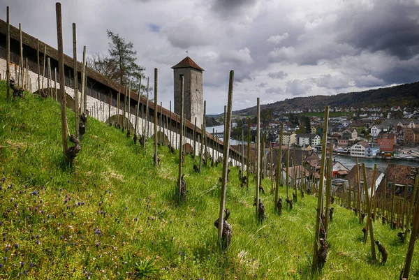 スイスのシャフハウゼンにあるブドウ畑に囲まれたムノー — ストック写真