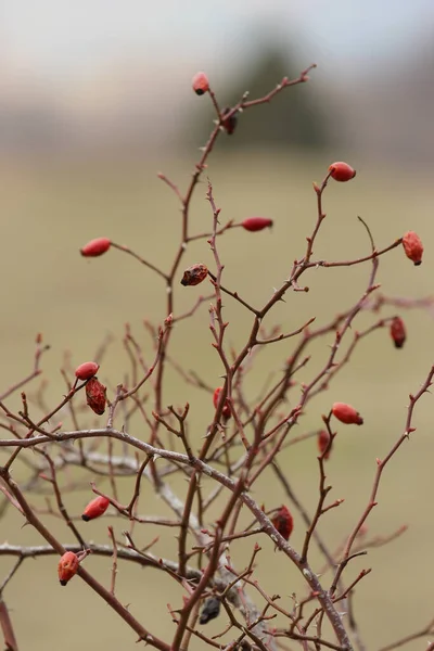 Canine Rose Wild Plant Winter Season — Stock Photo, Image